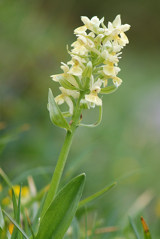 Dactylorhiza sambucina ?